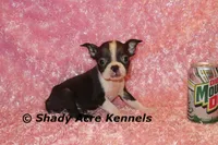 Ica--Small & Mighty, a female Boston Terrier for sale in Macon, GA – Photo 3 of 7
