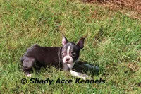 Ica, a female Boston Terrier for sale in Macon, GA – Photo 8 of 8