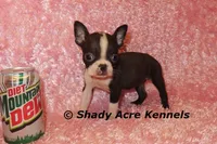 Ica--Small & Mighty, a female Boston Terrier for sale in Macon, GA – Photo 5 of 8