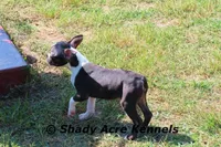 Ica, a female Boston Terrier for sale in Macon, GA – Photo 2 of 8
