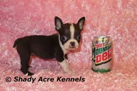 Ica--Small & Mighty, a female Boston Terrier for sale in Macon, GA – Photo 6 of 8