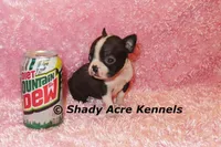Ica-Ready 3-7 Small,Mighty, a female Boston Terrier for sale in Macon, GA – Photo 3 of 5