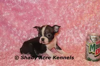Ica--Small & Mighty, a female Boston Terrier for sale in Macon, GA – Photo 6 of 7