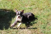 Ica, a female Boston Terrier for sale in Macon, GA – Photo 3 of 8