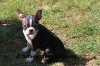 Ica, a female Boston Terrier for sale in Macon, GA – Photo 5 of 8