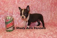 Ica--Small & Mighty, a female Boston Terrier for sale in Macon, GA – Photo 2 of 8