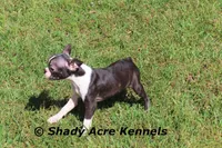 Ica, a female Boston Terrier for sale in Macon, GA – Photo 7 of 8