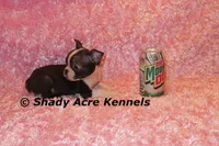 Ica--Small & Mighty, a female Boston Terrier for sale in Macon, GA – Photo 5 of 7