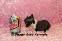 Ica-Ready 3-7 Small,Mighty, a female Boston Terrier for sale in Macon, GA – Photo 5 of 5