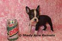 Ica--Small & Mighty, a female Boston Terrier for sale in Macon, GA – Photo 1 of 8