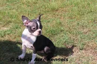 Ica, a female Boston Terrier for sale in Macon, GA – Photo 4 of 8