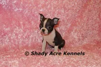Ica--Small & Mighty, a female Boston Terrier for sale in Macon, GA – Photo 1 of 7