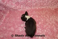 Ica--Small & Mighty, a female Boston Terrier for sale in Macon, GA – Photo 7 of 8