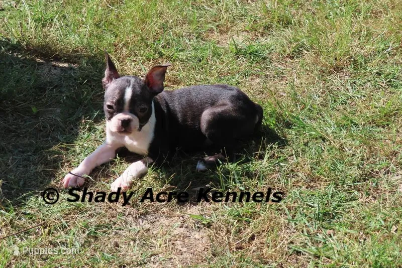 Ica--Small & Mighty – Boston Terrier puppy for sale in Macon, GA