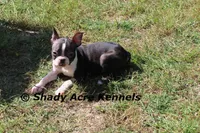 Ica, a female Boston Terrier for sale in Macon, GA – Photo 1 of 8