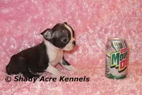 Ica--Small & Mighty, a female Boston Terrier for sale in Macon, GA – Photo 4 of 7