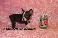 Ica--Small & Mighty, a female Boston Terrier for sale in Macon, GA – Photo 8 of 8