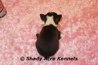 Ica-Ready 3-7 Small,Mighty, a female Boston Terrier for sale in Macon, GA – Photo 4 of 5