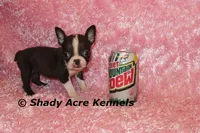 Ica--Small & Mighty, a female Boston Terrier for sale in Macon, GA – Photo 4 of 8