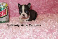 Ica-Ready 3-7 Small,Mighty, a female Boston Terrier for sale in Macon, GA – Photo 1 of 5