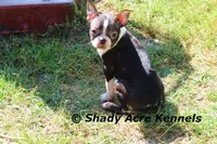 Ica, a female Boston Terrier for sale in Macon, GA – Photo 6 of 8