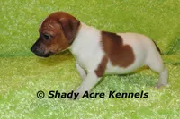 Smooth Shorty Cheff, a male Jack Russell Terrier for sale in Macon, GA – 4 of 10