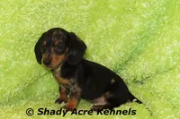 Dapple Yates, a male Miniature Dachshund for sale in Macon, GA – 6 of 10