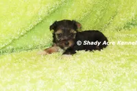 Buckaroo-AKC registration available, a male Yorkshire Terrier for sale in Macon, GA – 6 of 8