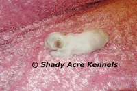 Dianna, a female Mal Shi for sale in Macon, GA – 1 of 7