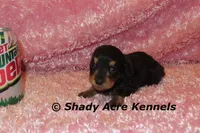 Long coat Lola, a female Miniature Dachshund for sale in Macon, GA – 7 of 7
