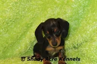 Dapple Yates, a male Miniature Dachshund for sale in Macon, GA – 2 of 10