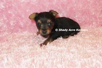 Bloxie-both parents are <5 lbs., a female Yorkshire Terrier for sale in Macon, GA – 2 of 9