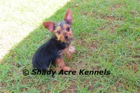 Frederick , a male Yorkshire Terrier for sale in Macon, GA – 1 of 9