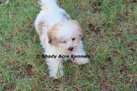 Girrett--Parent pics too, a male Mal Shi for sale in Macon, GA – 6 of 10