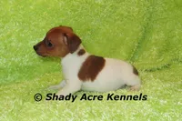 Smooth Shorty Chetan, a male Jack Russell Terrier for sale in Macon, GA – 7 of 10