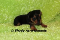Frederick, a male Yorkshire Terrier for sale in Macon, GA – Photo 5 of 6