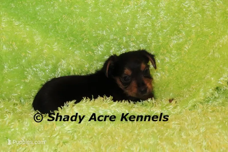 Frederick – Yorkshire Terrier puppy for sale in Macon, GA