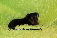 Frederick, a male Yorkshire Terrier for sale in Macon, GA – Photo 1 of 6