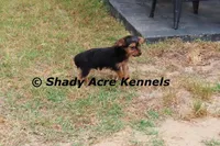 Frederick, a male Yorkshire Terrier for sale in Macon, GA – Photo 3 of 9