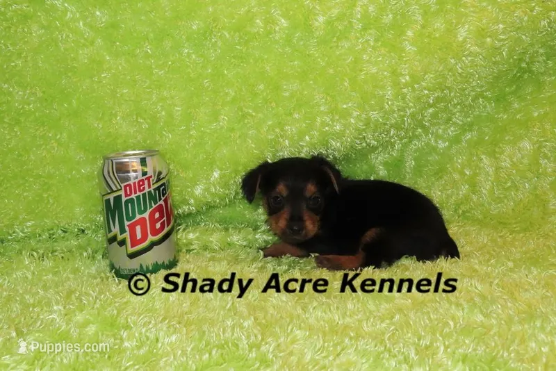 Frederick-ready 3-30 – Yorkshire Terrier puppy for sale in Macon, GA