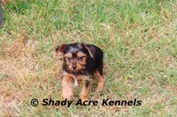 Frederick, a male Yorkshire Terrier for sale in Macon, GA – Photo 5 of 9