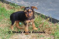 Frederick, a male Yorkshire Terrier for sale in Macon, GA – Photo 9 of 9