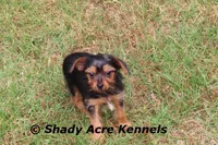 Frederick, a male Yorkshire Terrier for sale in Macon, GA – Photo 6 of 9