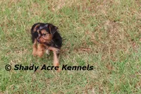 Frederick, a male Yorkshire Terrier for sale in Macon, GA – Photo 8 of 9
