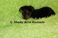 Frederick, a male Yorkshire Terrier for sale in Macon, GA – Photo 4 of 6