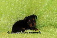 Frederick, a male Yorkshire Terrier for sale in Macon, GA – Photo 3 of 6