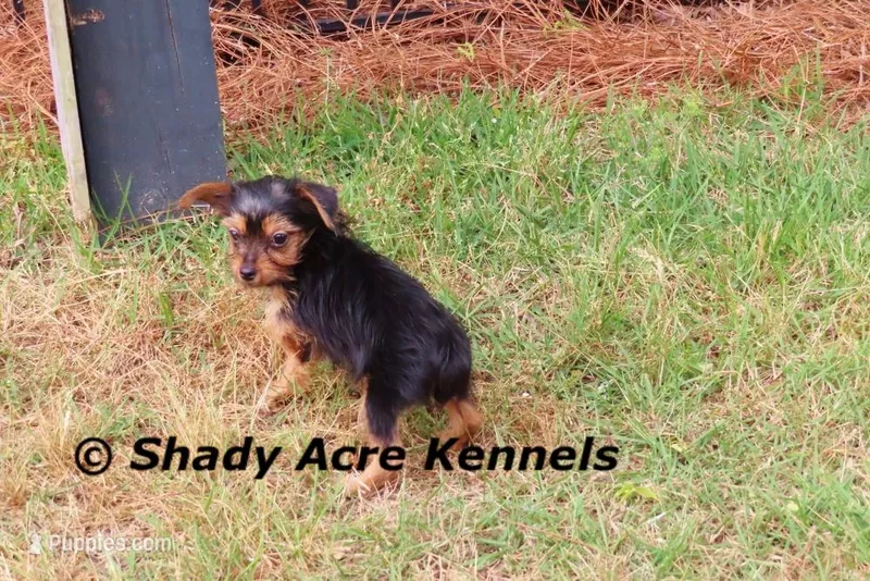 Frederick – Yorkshire Terrier puppy for sale in Macon, GA