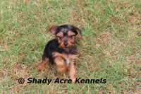 Frederick, a male Yorkshire Terrier for sale in Macon, GA – Photo 4 of 9