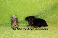 Frederick, a male Yorkshire Terrier for sale in Macon, GA – Photo 6 of 6