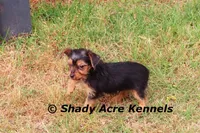 Frederick, a male Yorkshire Terrier for sale in Macon, GA – Photo 7 of 9